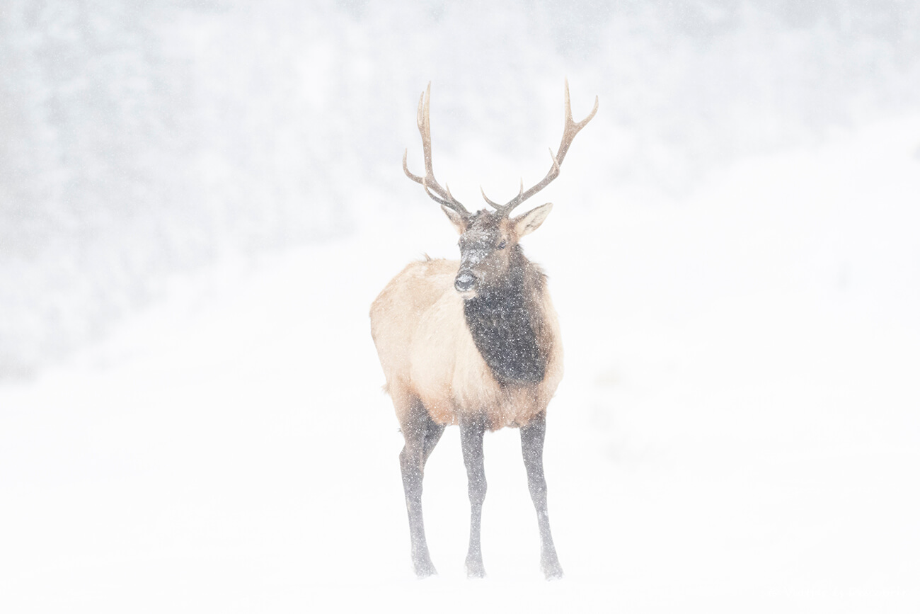 viajar a Canadá en invierno permite ver una gran cantidad de fauna