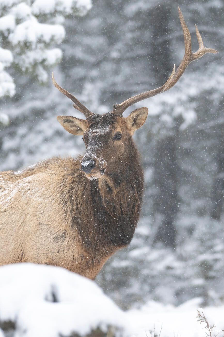 uapití fotografiado bajo una nevada en el Parque Nacional Banff en las montañas Rocosas de Canadá en invierno