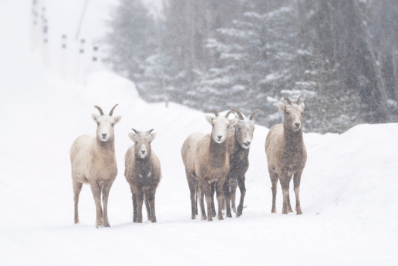 grupo de muflones canadienses en la Minnewanka Road