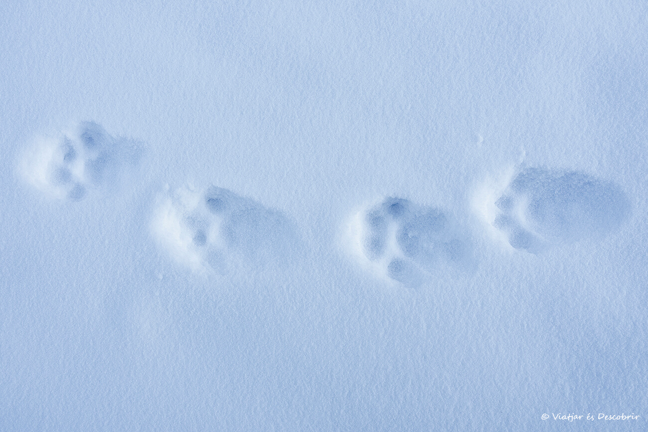 huellas de lince canadiense