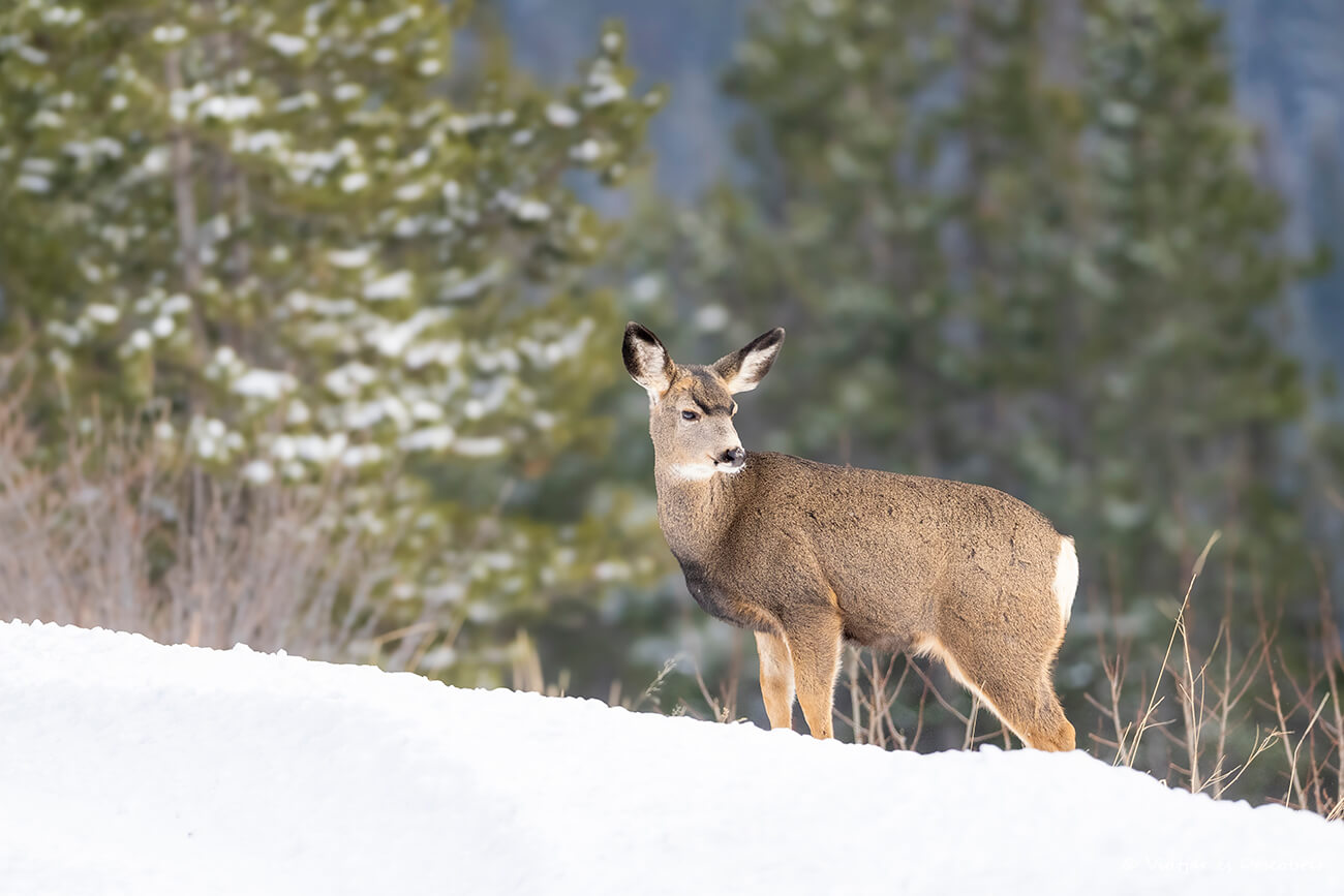 un ciervo mulo joven en el inicio de la carretera de Kananaskis en invierno