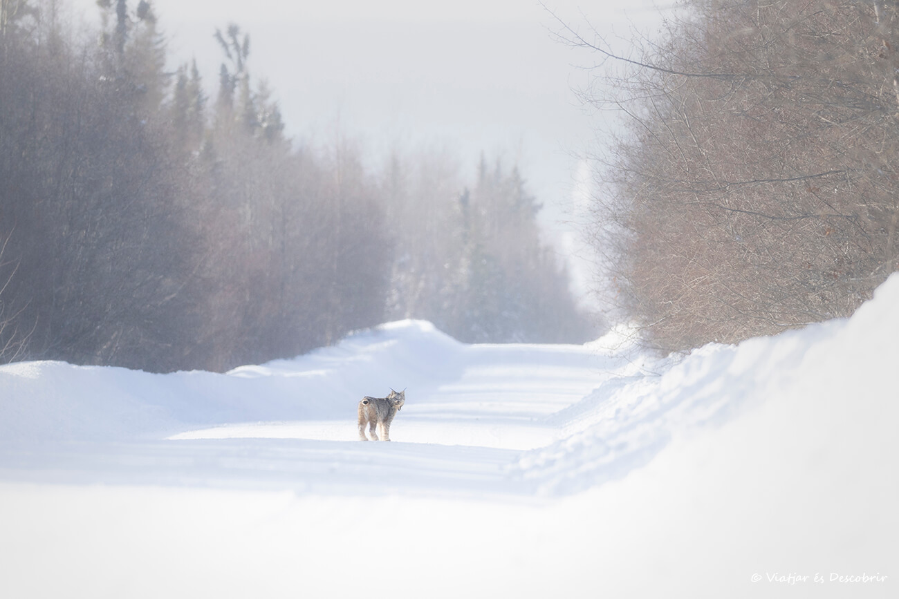 lince canadiense en una carretera