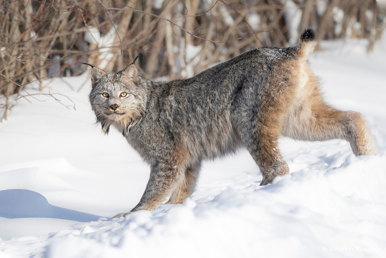 mirada de un lince canadiense fotografiado al viajar a Canadá en invierno