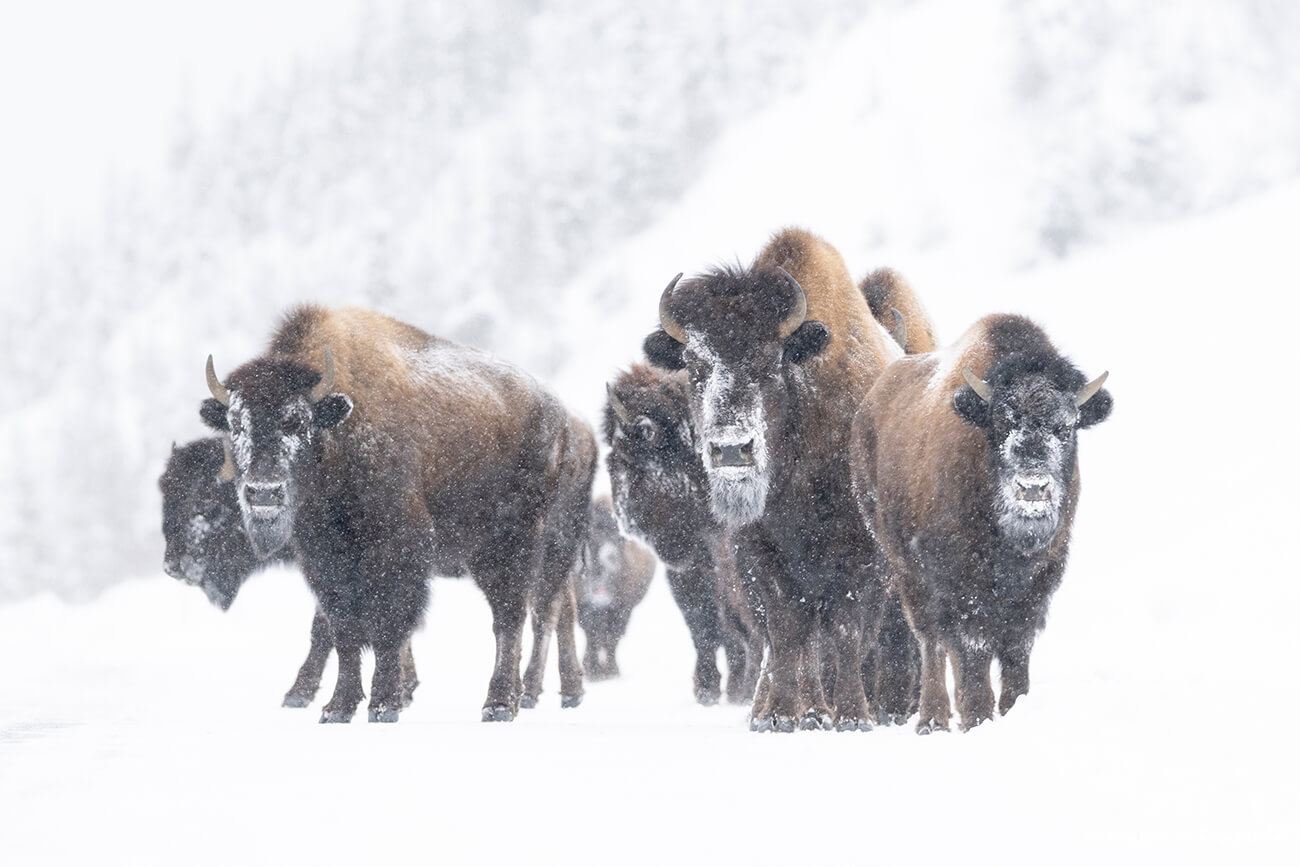 bisontes de bosque caminando en una carretera nevada en el norte de British Columbia en invierno