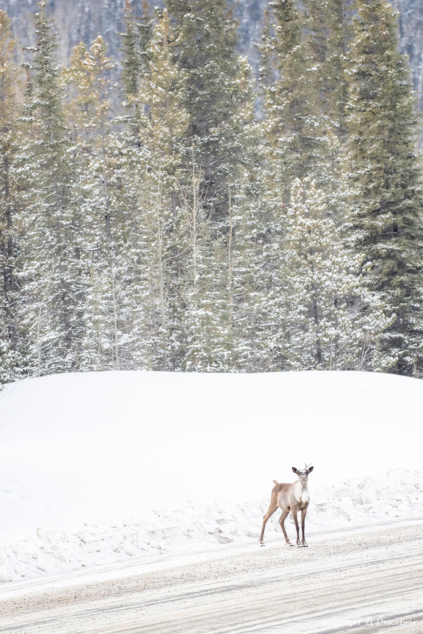 caribú fotografiado en la provincia de British Columbia