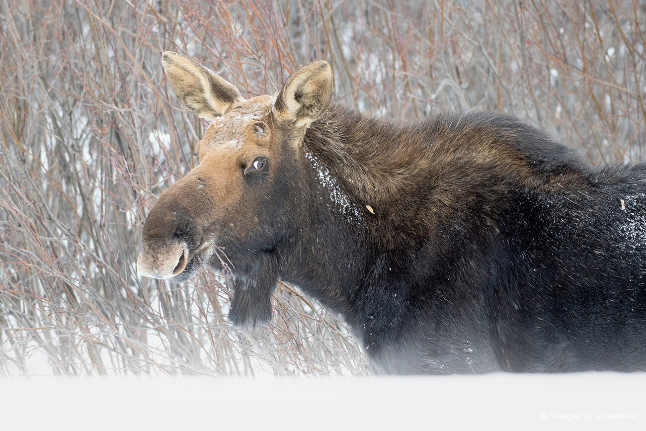 primer plano de un alce o moose fotografiado al viajar a Canadá en invierno y recorrer las carreteras en coche en busca de fauna