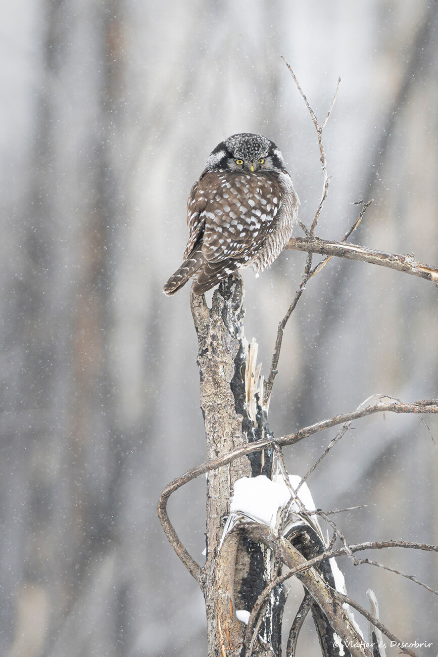 cárabo gavilán fotografiado en el norte de Canadá en invierno