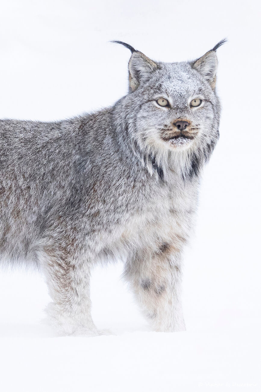 primer plano de un lince canadiense en estado salvaje fotografiado durante mi viaje a Canadá en invierno