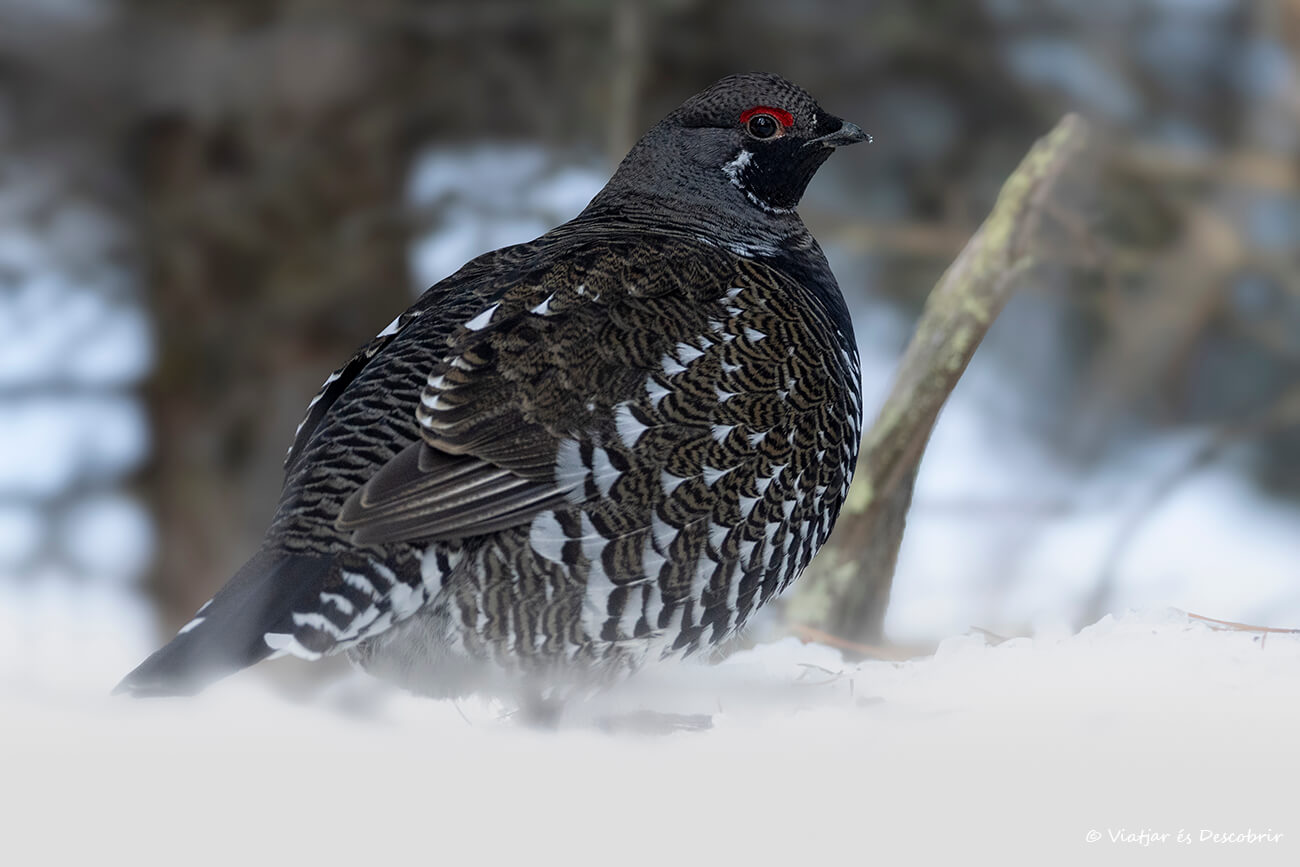 urogallo de Canadá fotografiado en invierno en el Parque Nacional Jasper