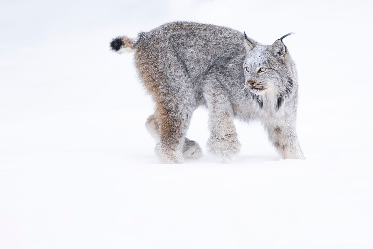 un lince canadiense fotografiado al viajar a Canadá en invierno