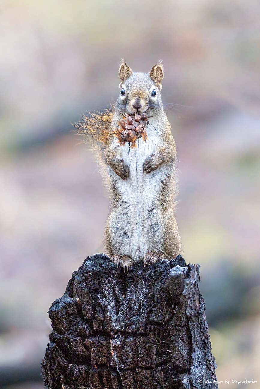 ardilla fotografiada en Canadá en invierno