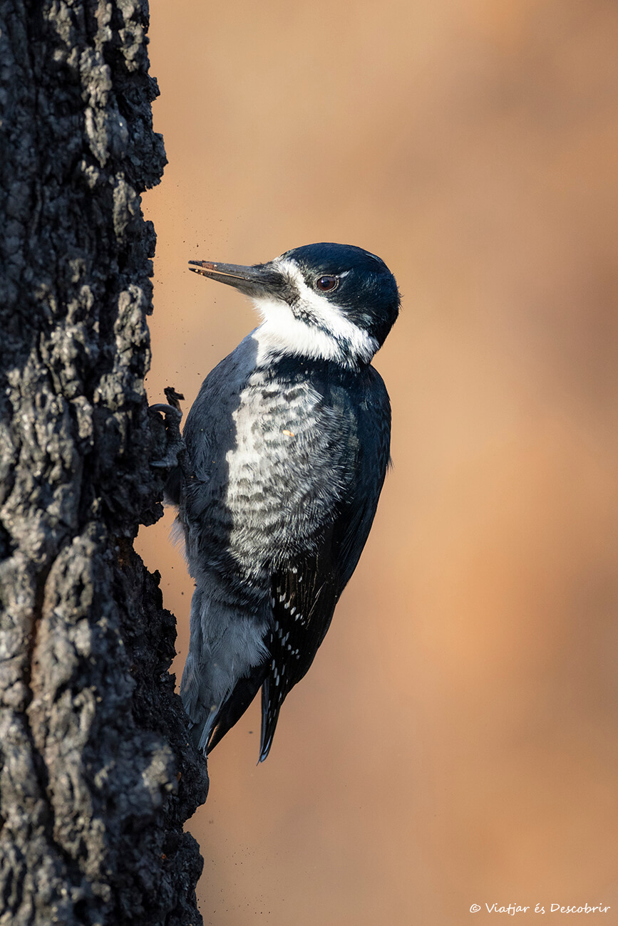 una de les aves de bosque que se pueden ver en el Parque Nacional Jasper