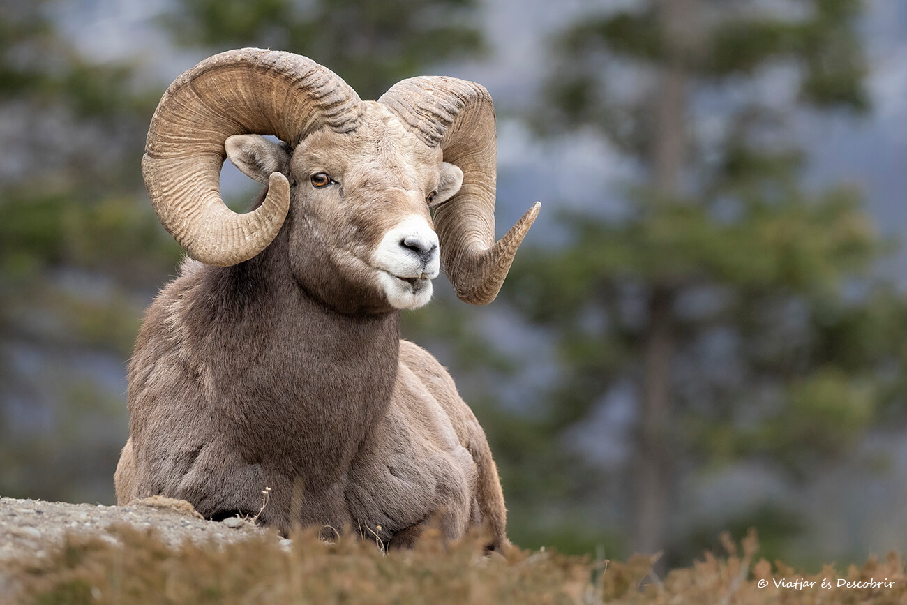 primer plano de un muflón canadiense macho fotografiado en el viaje a Canadá en invierno en el Parque Nacional Jasper