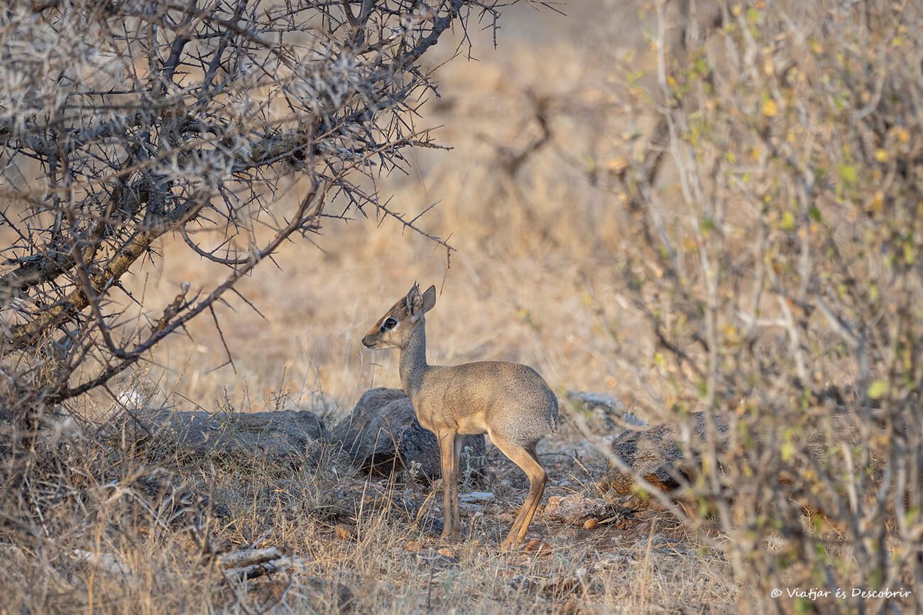 dik-dik en Samburu