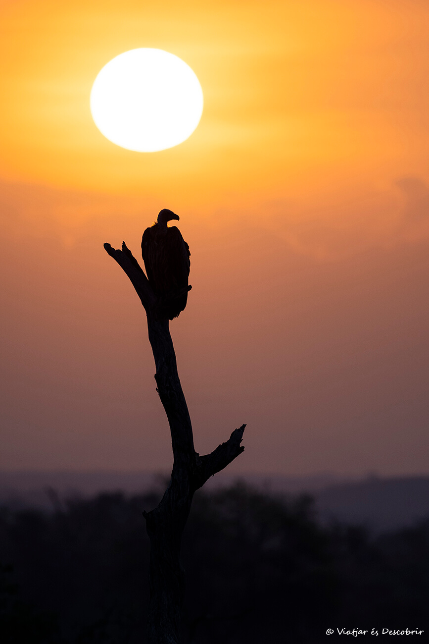 amanecer en la Reserva Nacional de Samburu
