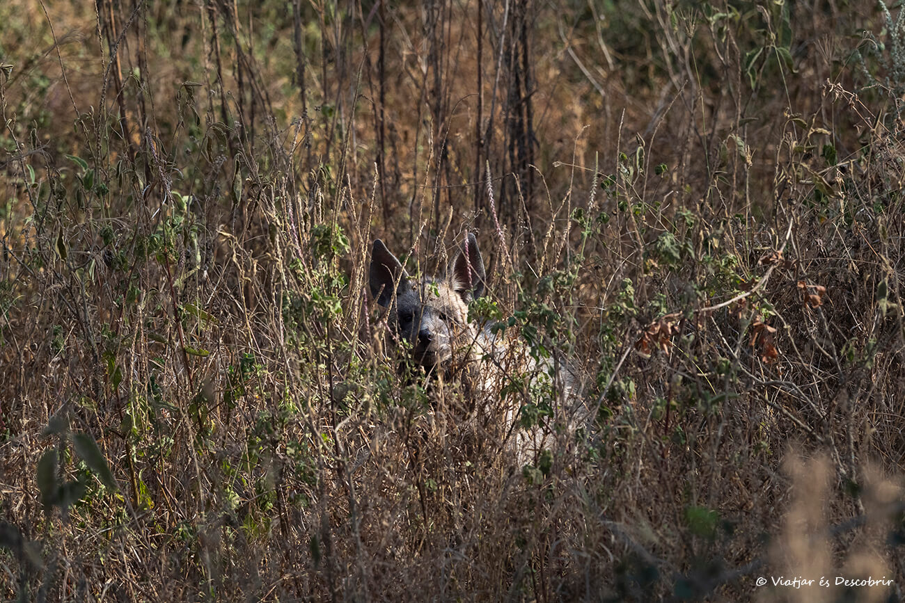 hiena rayada en Kenia