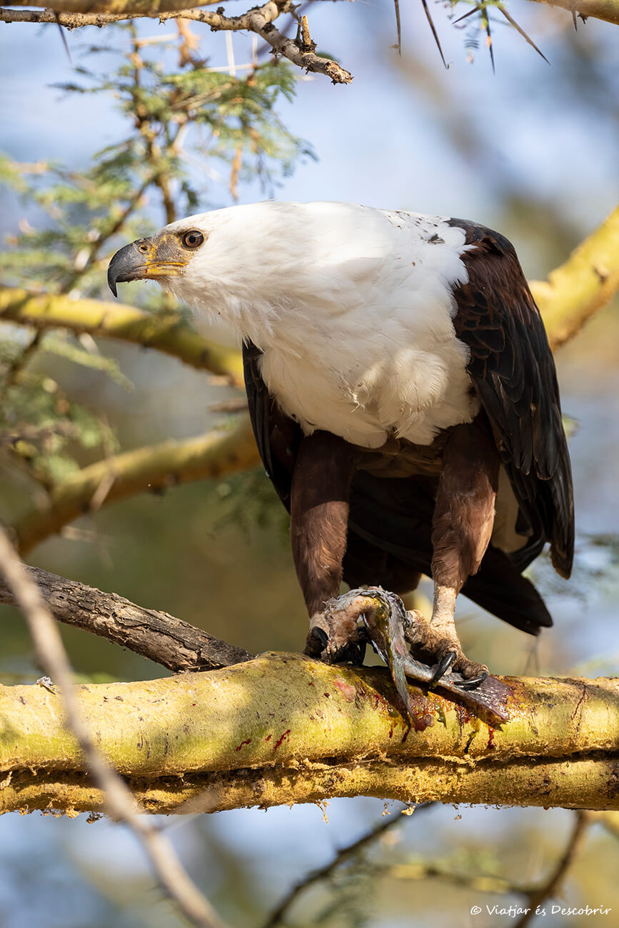 para poder ver aves en Kenia los alrededores del Lago Nakuru son un destino excelente