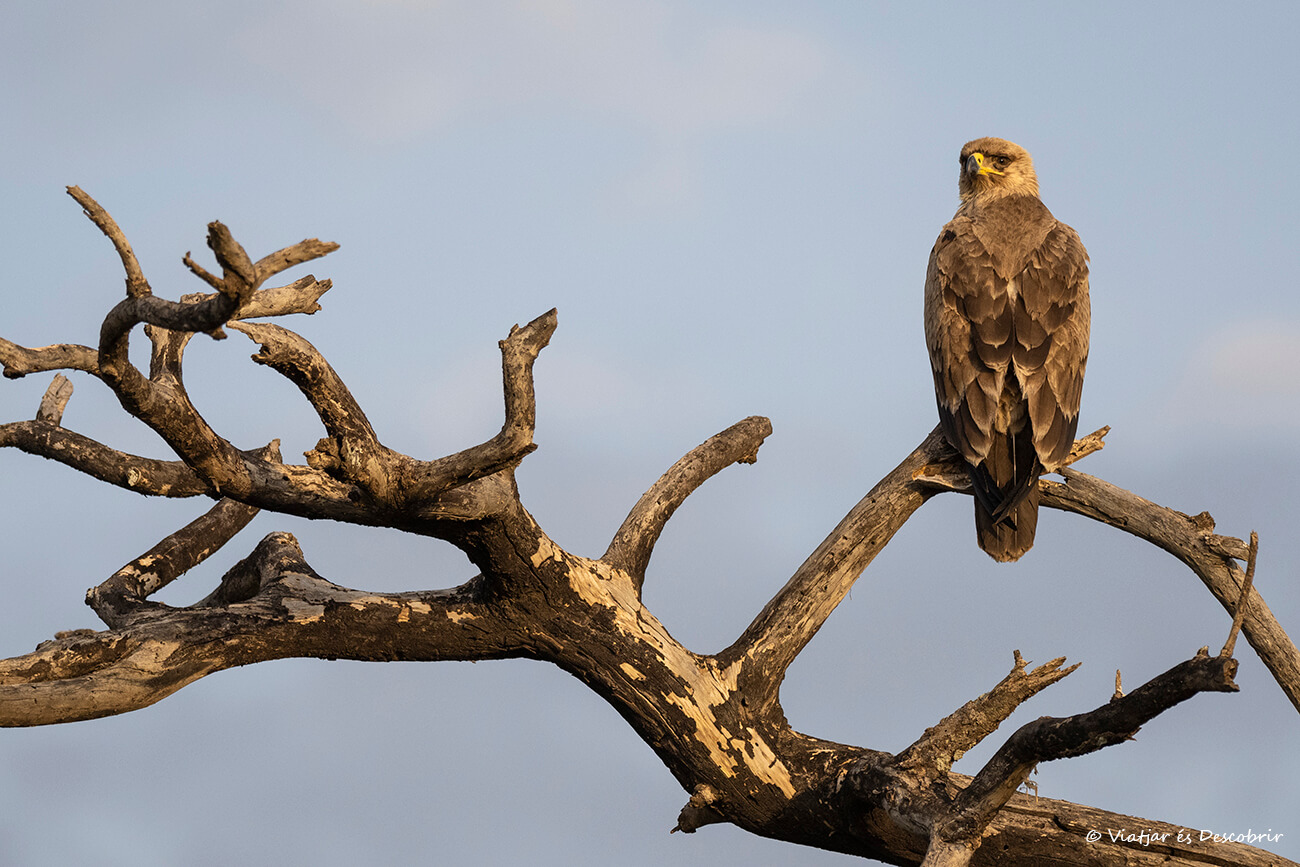 águila fotografiada durante un safari en grupo en Tanzania