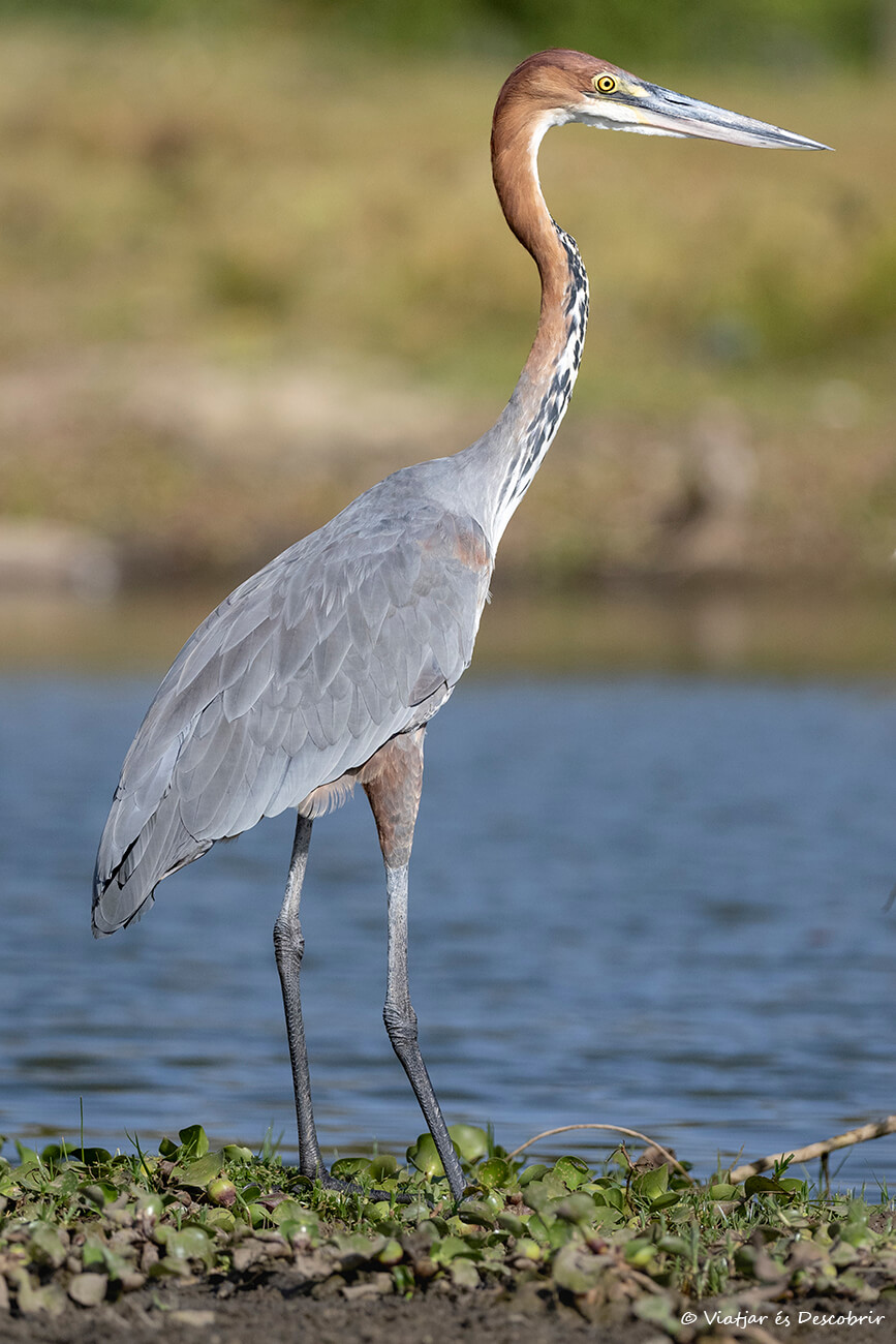 aves en el Lago Naivasha durante un safari en barca