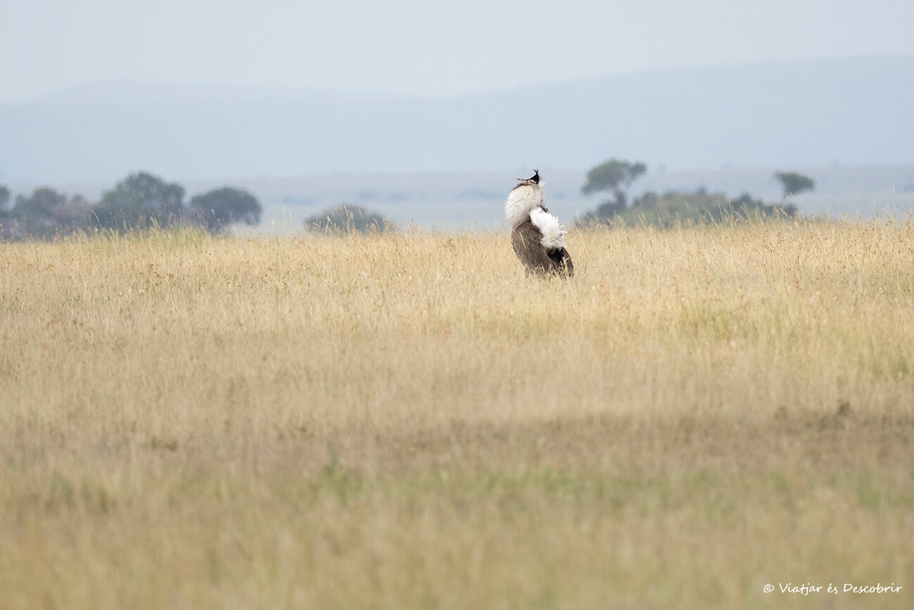 avutarda Kori durante un safari grupal en el Serengeti con agencia local