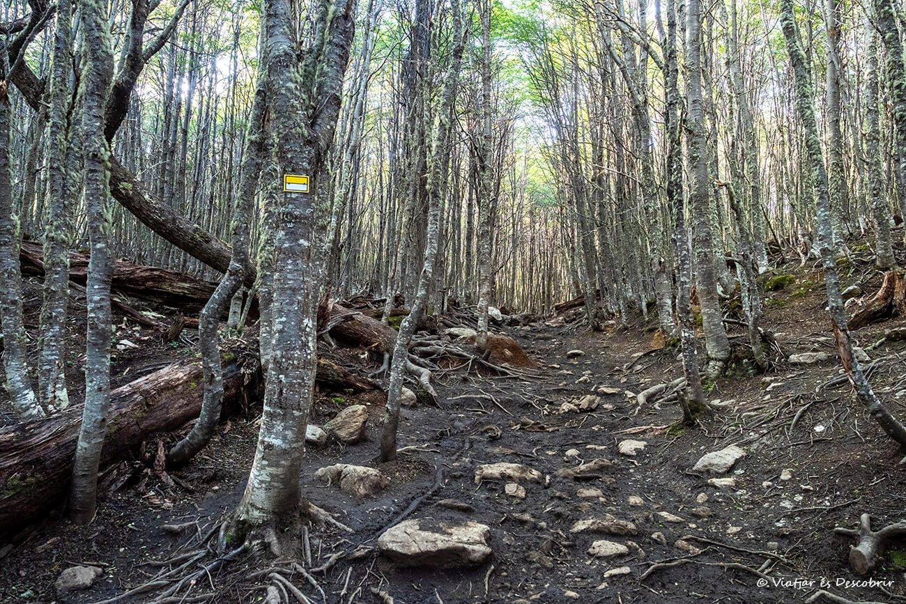 bosque por donde comienza el trekking a la Laguna Esmeralda