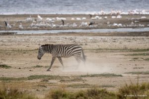 Lee más sobre el artículo Qué ver en Kenia en 7 días: guía para un safari inolvidable
