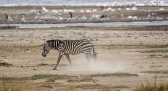 Qué ver en Kenia en 7 días: guía para un safari inolvidable