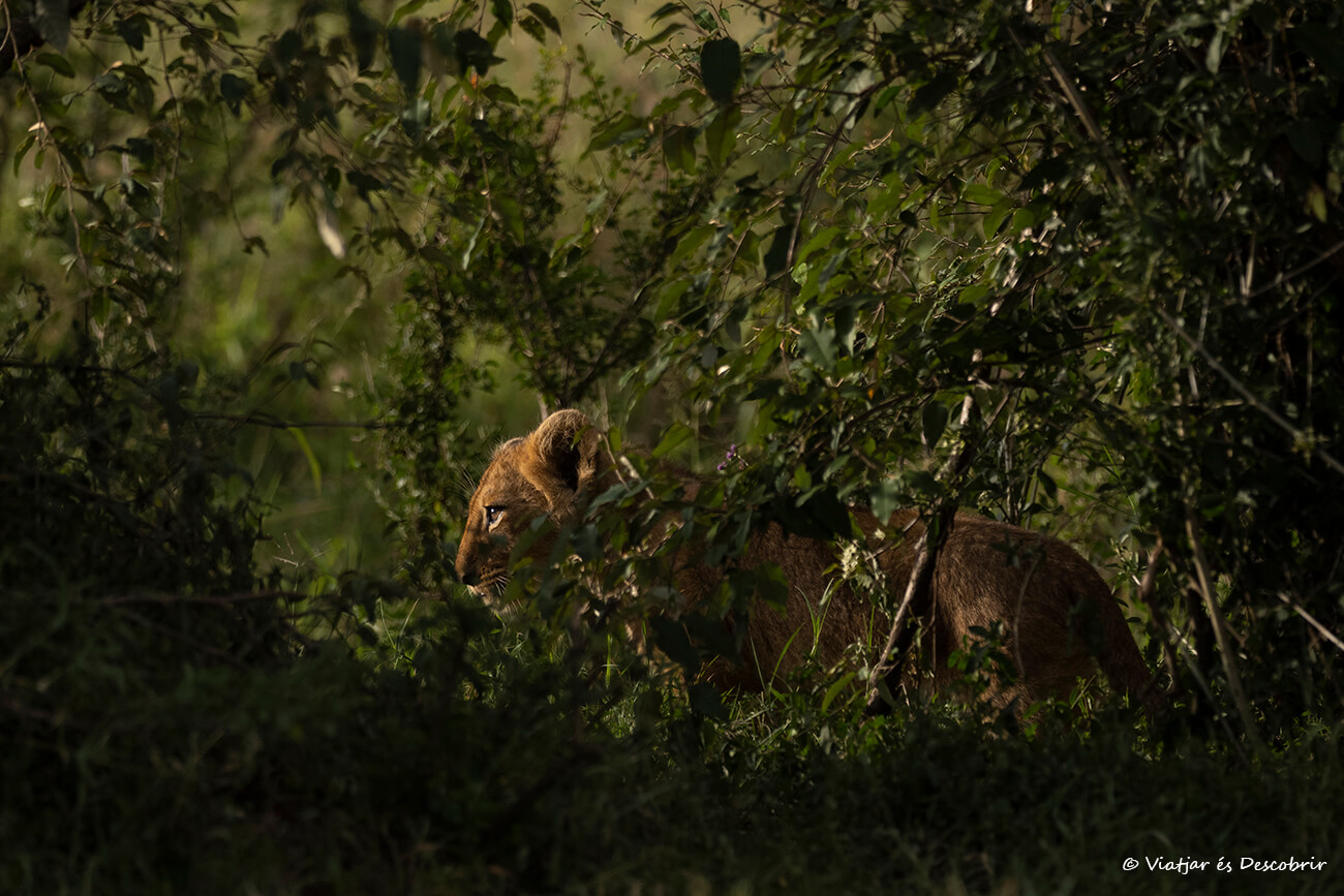 cachorro de león en el Masai Mara