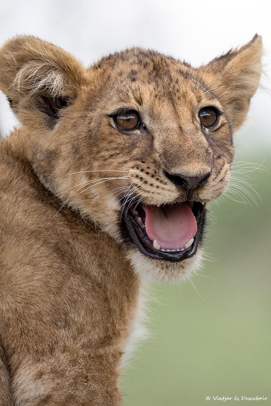 primer plano de la cría de un león en Tanzania