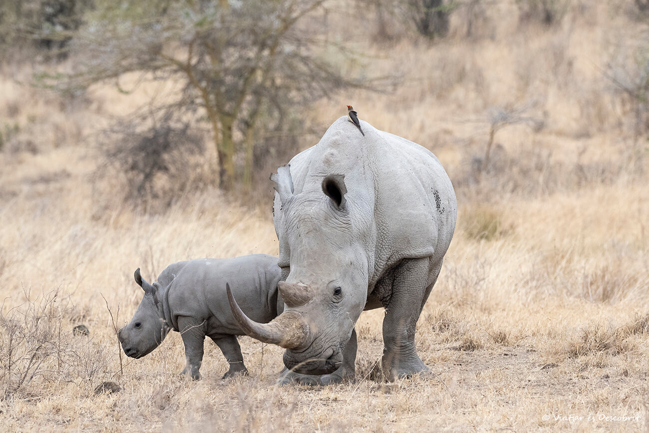 rinocerontes en el lago Nakuru en Kenia