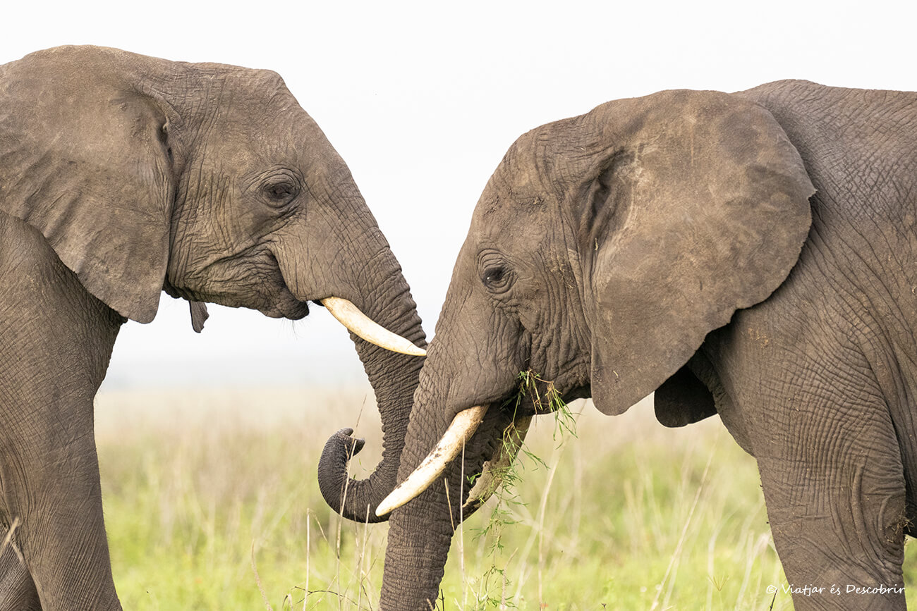 elefantes durante un safari en grupo en Tanzania