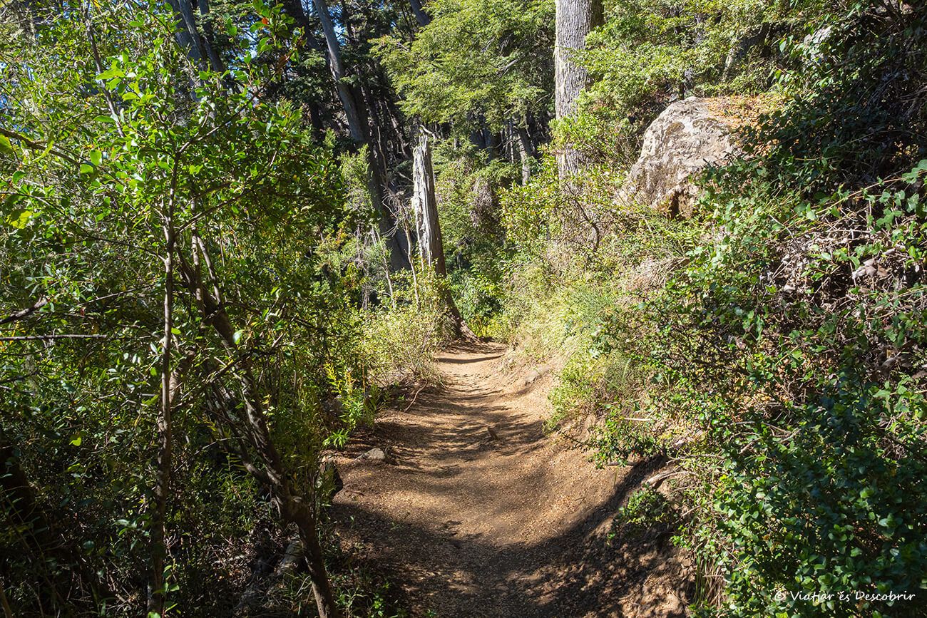 camino rodeado de bosque en el Circuito Chico