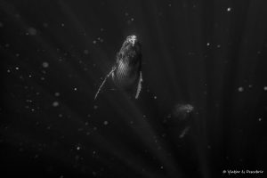 Lee más sobre el artículo Dónde nadar con ballenas: mejores destinos y meses