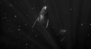 Dónde nadar con ballenas: mejores destinos y meses