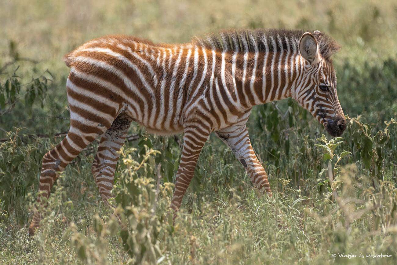 cebra pequeña en el parque nacional Tarangire durante un safari en grupo