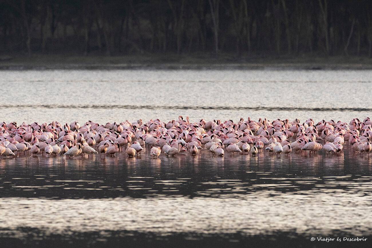flamencos en el lago Nakuru