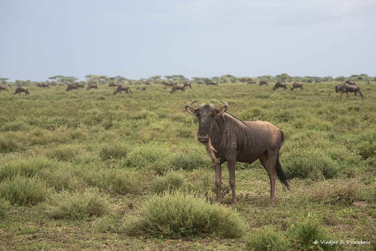 gran migración de ñus cerca del lago Ndutu