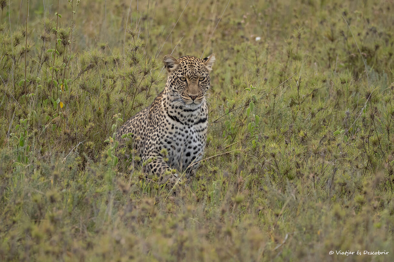 leopardo camuflado en la sabana del Serengeti