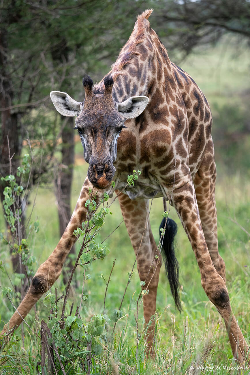 jirafa comiendo cerca del camping en el Serengeti en Tanzania