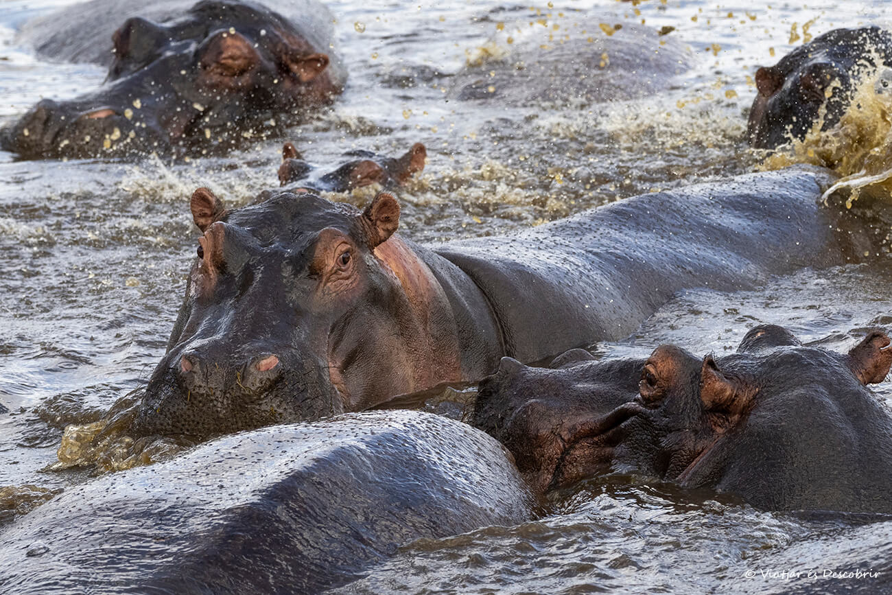 hipopótamos en el Serengeti durante un safari a Tanzania en grupo