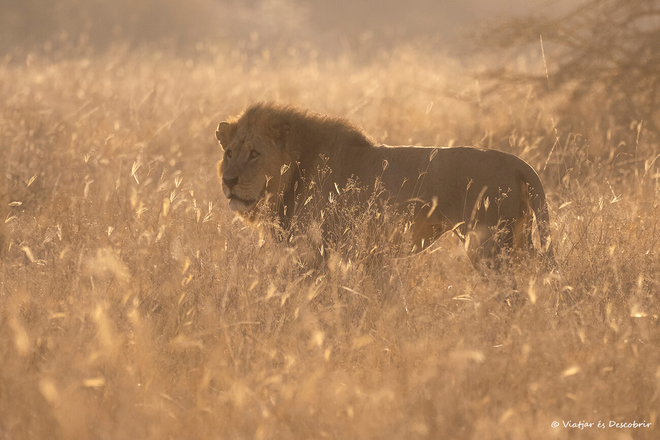 que ver en Kenia en 7 días: león macho caminando por la sabana