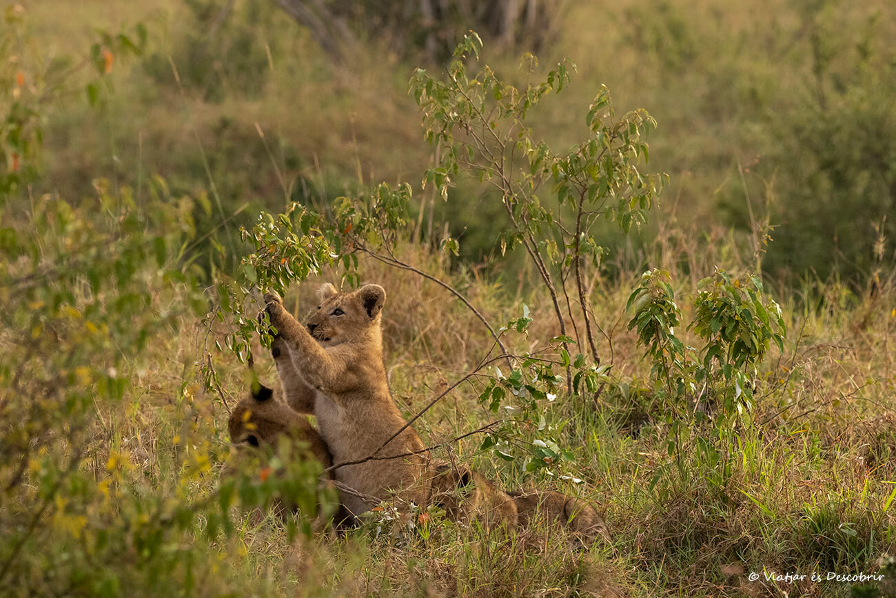 cachorro de león durante la ruta por Kenia en 7 días para ver los imprescindibles