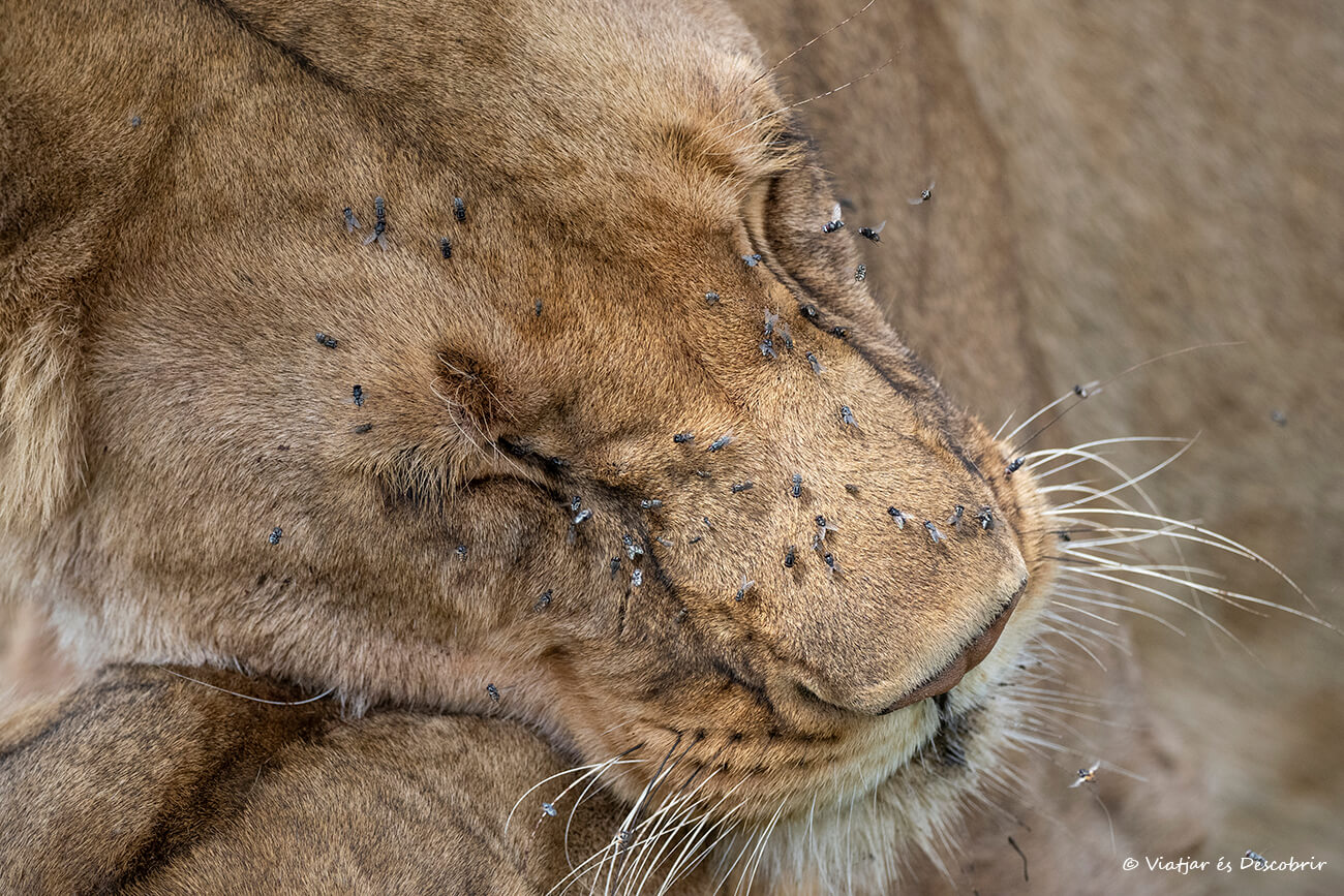 primer plano de una leona en el Masai Mara