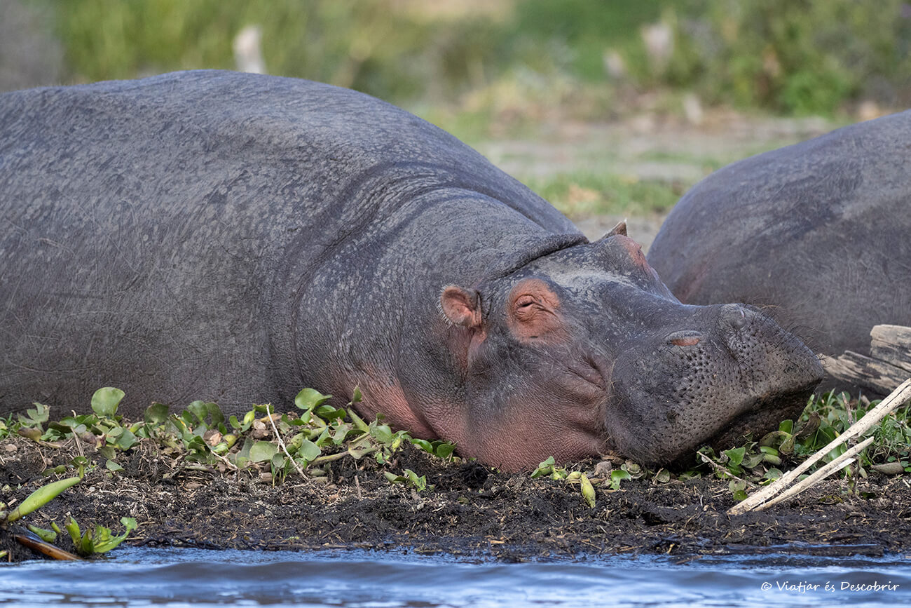 hipopótamo en el Lago Naivasha en Kenia