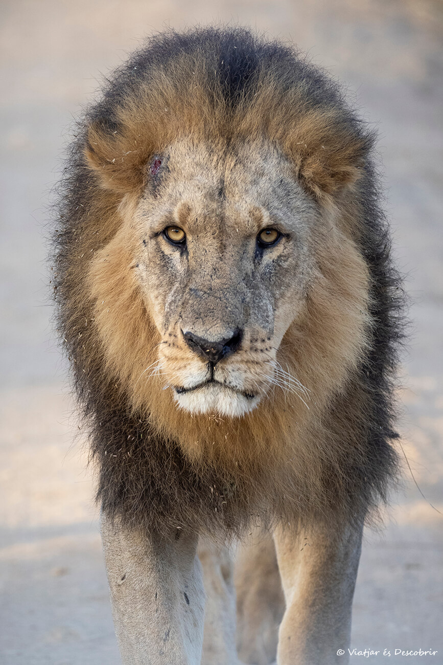 león macho durante un amanecer en el Lago Nakuru una parada que ver en Kenia en 7 días