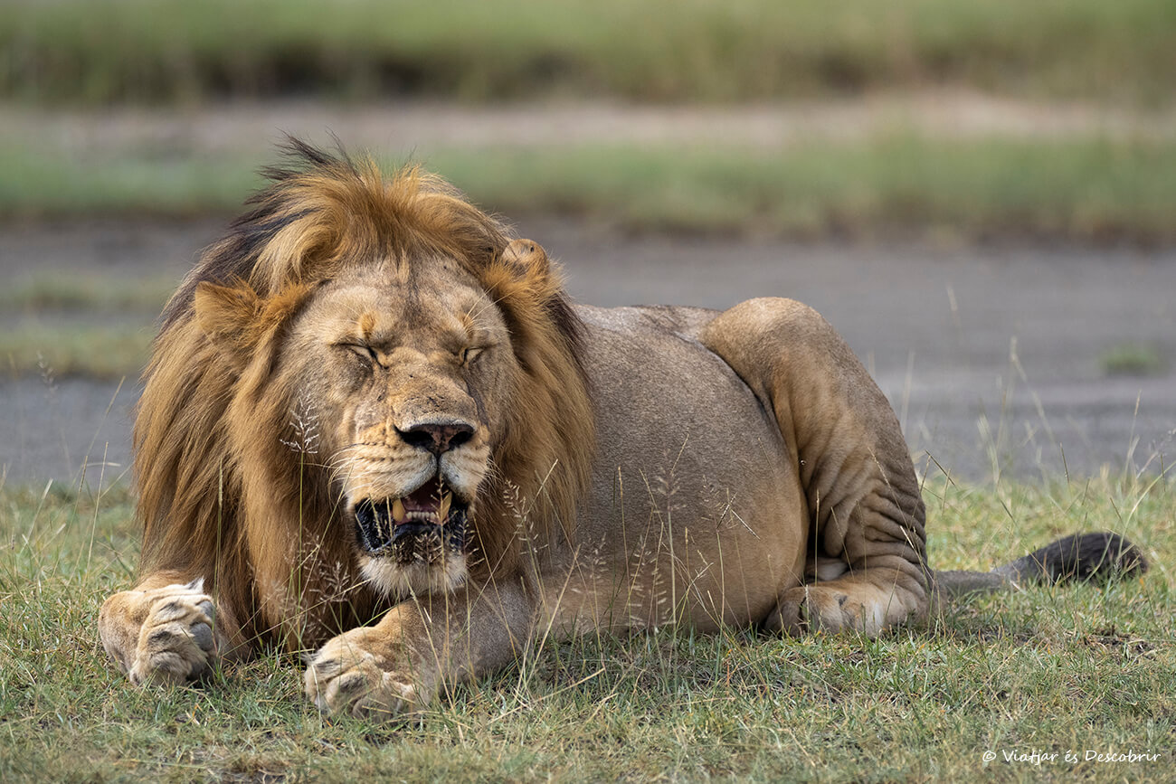 macho de león después de comer cerca del lago Ndutu durante la calving season