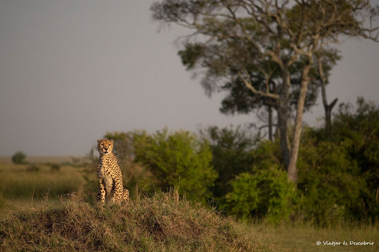 que ver en Kenia en 7 días: el Masai Mara es un imprescindible para poder vivir escenas como la de este guepardo en la sabana al amanecer