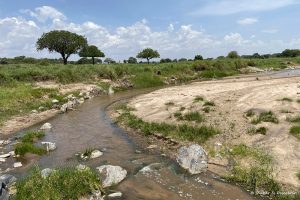 Lee más sobre el artículo ¿Cómo hacer un safari en grupo en Tanzania?