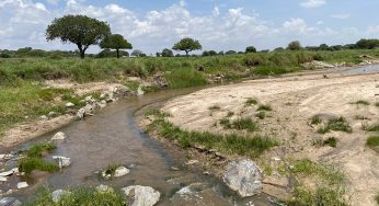 ¿Cómo hacer un safari en grupo en Tanzania?