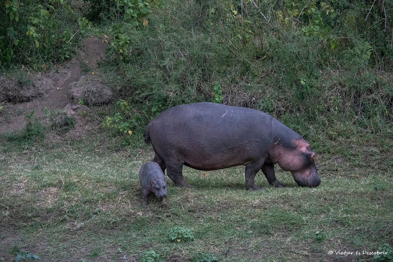 un hipopótamo con su cría en el río Talek en un safari en Kenia en 7 días